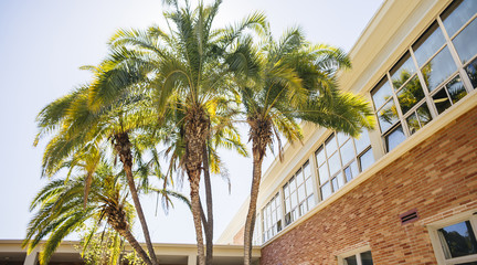 Palm trees against a red brick building on the UCLA campus