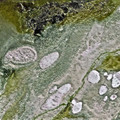 Aerial photograph of dried lake bed ith pink and green pigmentation. A eafoam green color dominates while a arker forest green exists on the eriphery of the image. Pink pigment is onfined to oval sporadic growths.